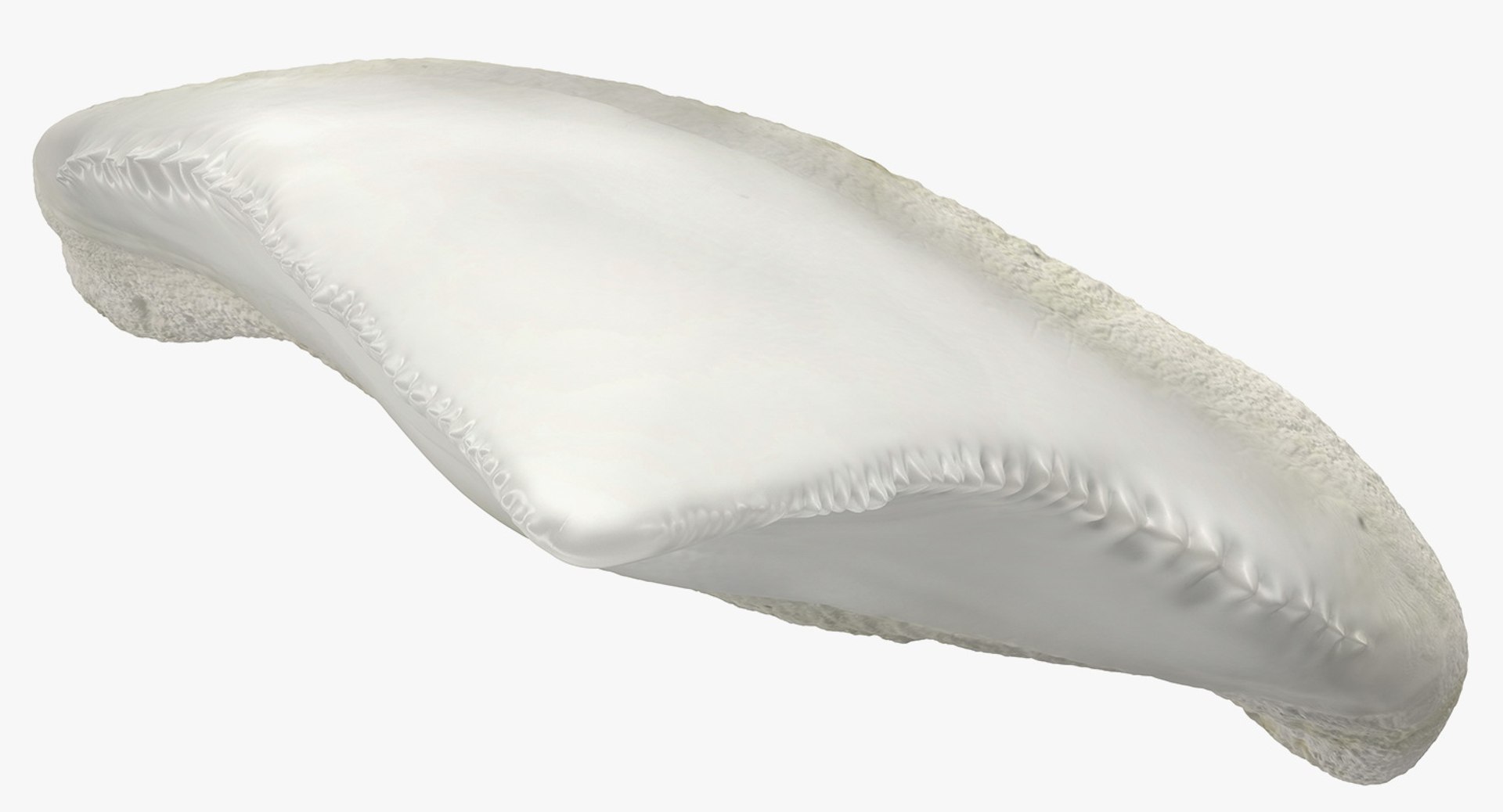 shark teeth carcharodon angustidens 3D https://p.turbosquid.com/ts-thumb/HW/PBNSpH/T32hD0Eg/sharkteethcarcharodonangustidens3dmodel012/jpg/1560376600/1920x1080/fit_q87/38f1a3902bb69e1d0108c6fe0be41fb82ebe9026/sharkteethcarcharodonangustidens3dmodel012.jpg