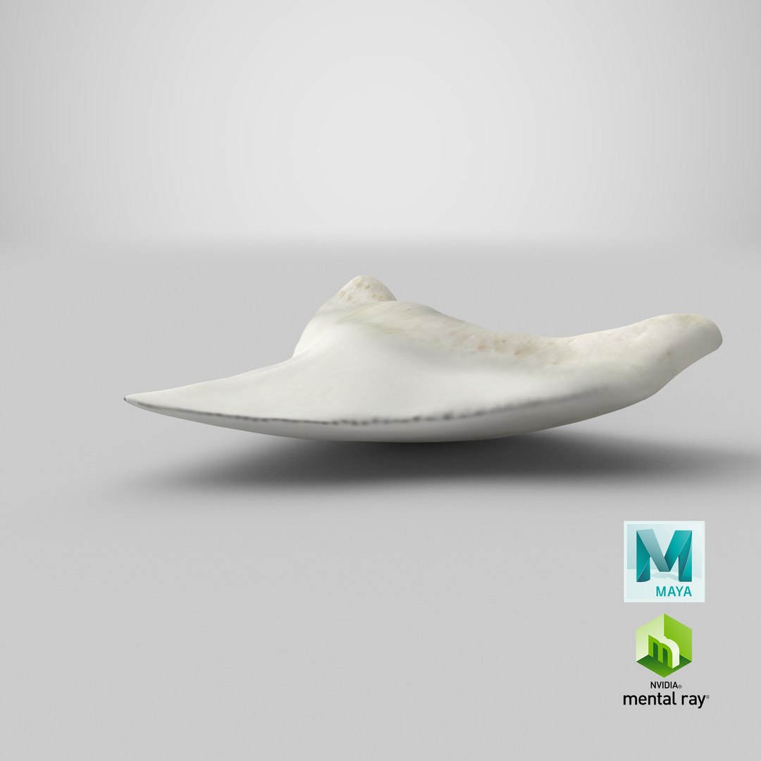 shark teeth carcharodon angustidens 3D https://p.turbosquid.com/ts-thumb/HW/PBNSpH/YZgn0qhv/stemcell_maya_mental_ray_render/png/1595130234/1920x1080/fit_q87/50e9ba8f0e2e187af46284f02cd03ed1cdbf12d3/stemcell_maya_mental_ray_render.jpg