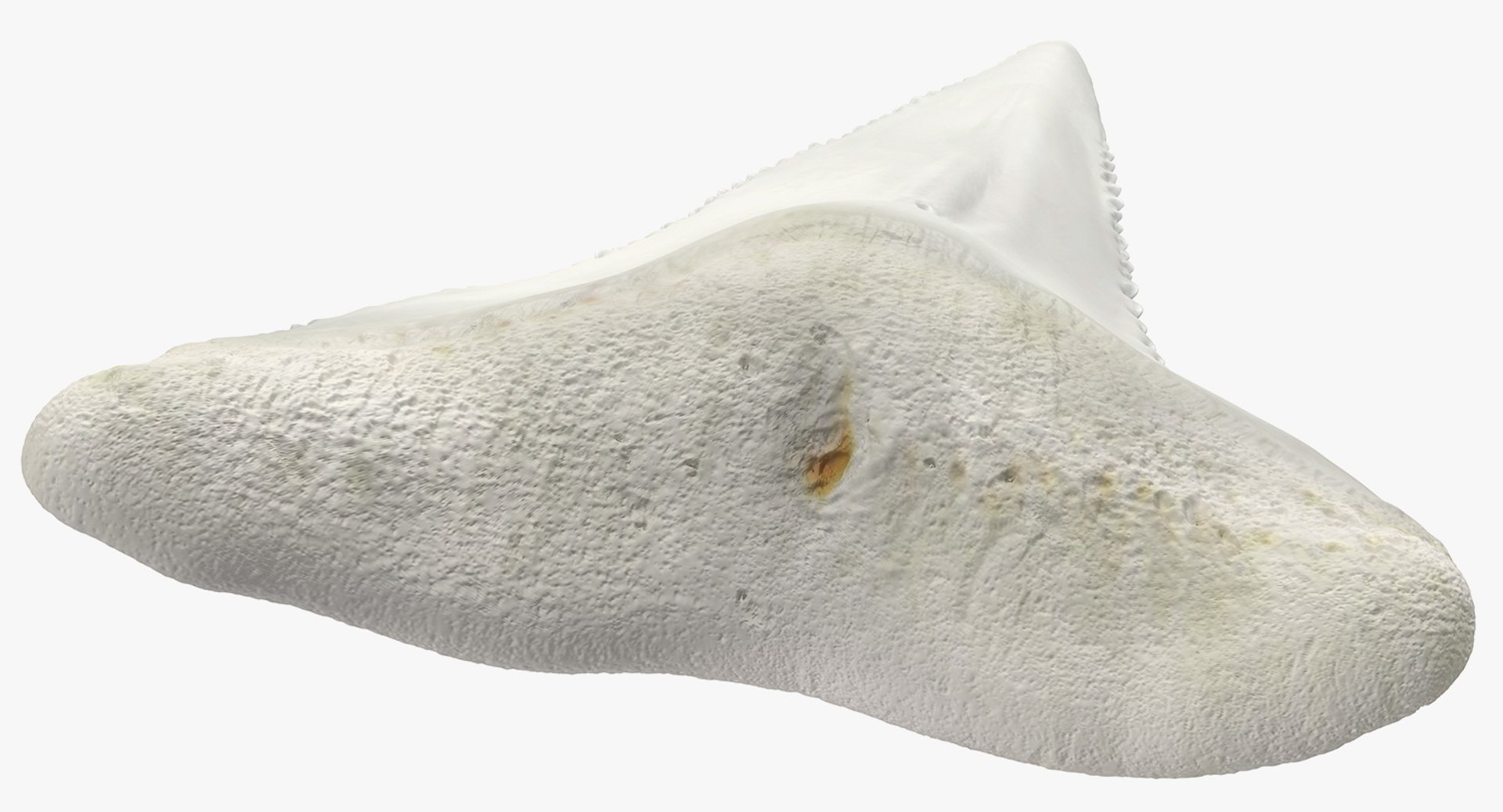 shark teeth carcharodon angustidens 3D https://p.turbosquid.com/ts-thumb/HW/PBNSpH/f5eoxM7j/sharkteethcarcharodonangustidens3dmodel009/jpg/1560376590/1920x1080/fit_q87/f95521caab34443e00e56990cdf0b9b47dad0118/sharkteethcarcharodonangustidens3dmodel009.jpg