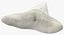 Shark Teeth Carcharodon Angustidens 3D Model