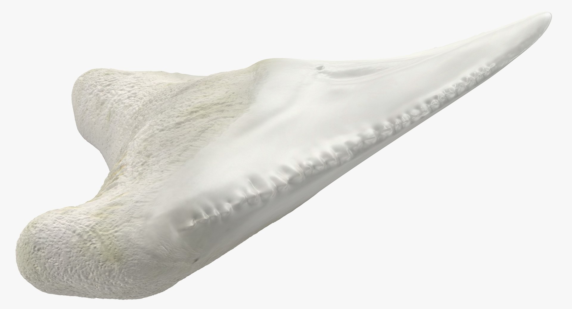 shark teeth carcharodon angustidens 3D https://p.turbosquid.com/ts-thumb/HW/PBNSpH/foBESWdF/sharkteethcarcharodonangustidens3dmodel007/jpg/1560376585/1920x1080/fit_q87/c116069f82c37f5553b002cb464ea0f73db86f4f/sharkteethcarcharodonangustidens3dmodel007.jpg