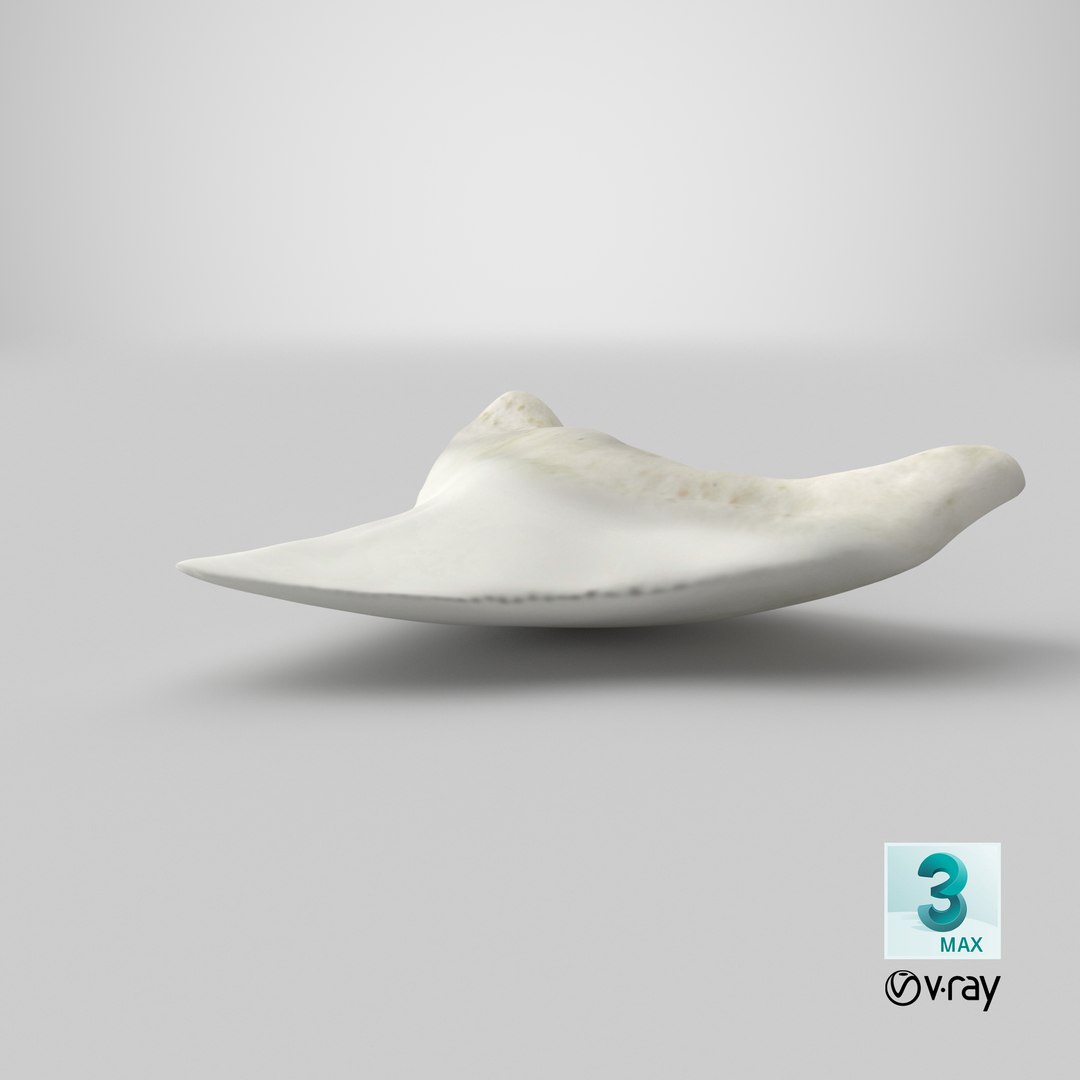 shark teeth carcharodon angustidens 3D https://p.turbosquid.com/ts-thumb/HW/PBNSpH/hu9ixiL9/stemcell_max_vray_render/png/1595130228/1920x1080/fit_q87/3c430ee3b660514424ac8f950ddcbe3ccfdcfe0b/stemcell_max_vray_render.jpg