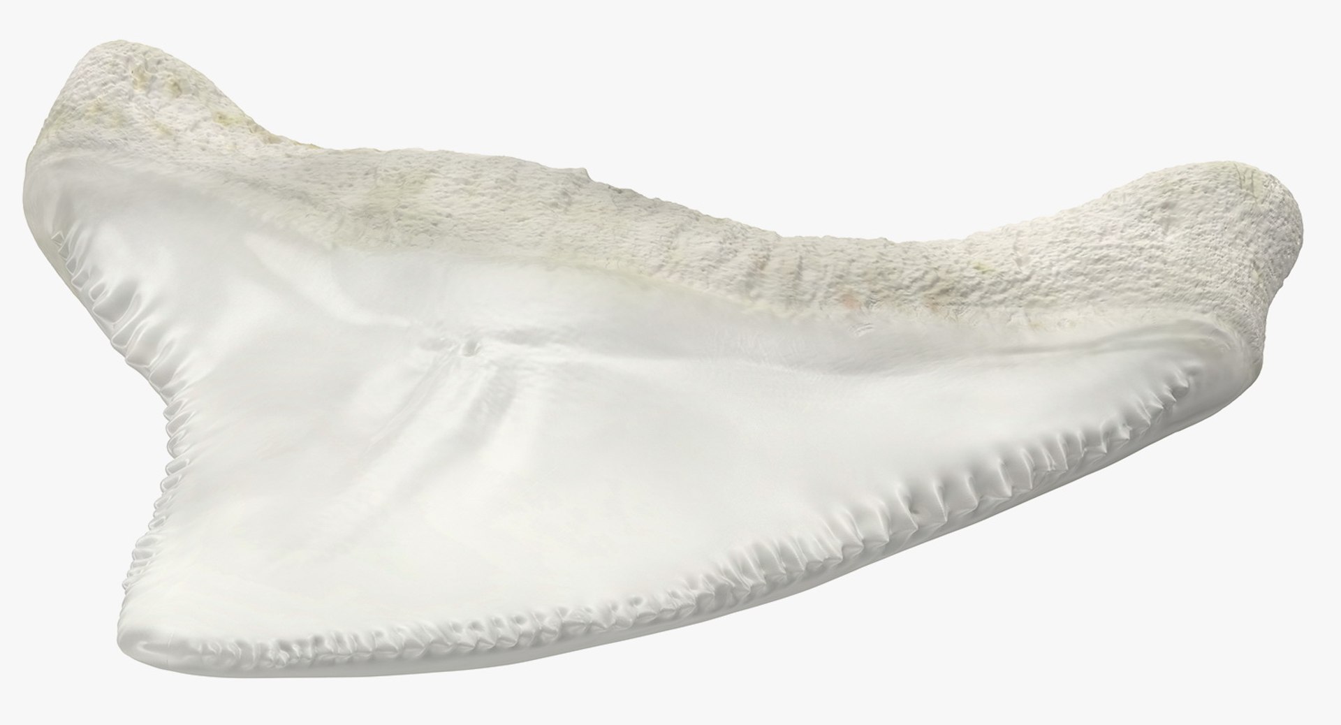 shark teeth carcharodon angustidens 3D https://p.turbosquid.com/ts-thumb/HW/PBNSpH/i7wJEfCC/sharkteethcarcharodonangustidens3dmodel006/jpg/1560376583/1920x1080/fit_q87/41c0371959916649cb54ff51f9f93ecd009a55c2/sharkteethcarcharodonangustidens3dmodel006.jpg
