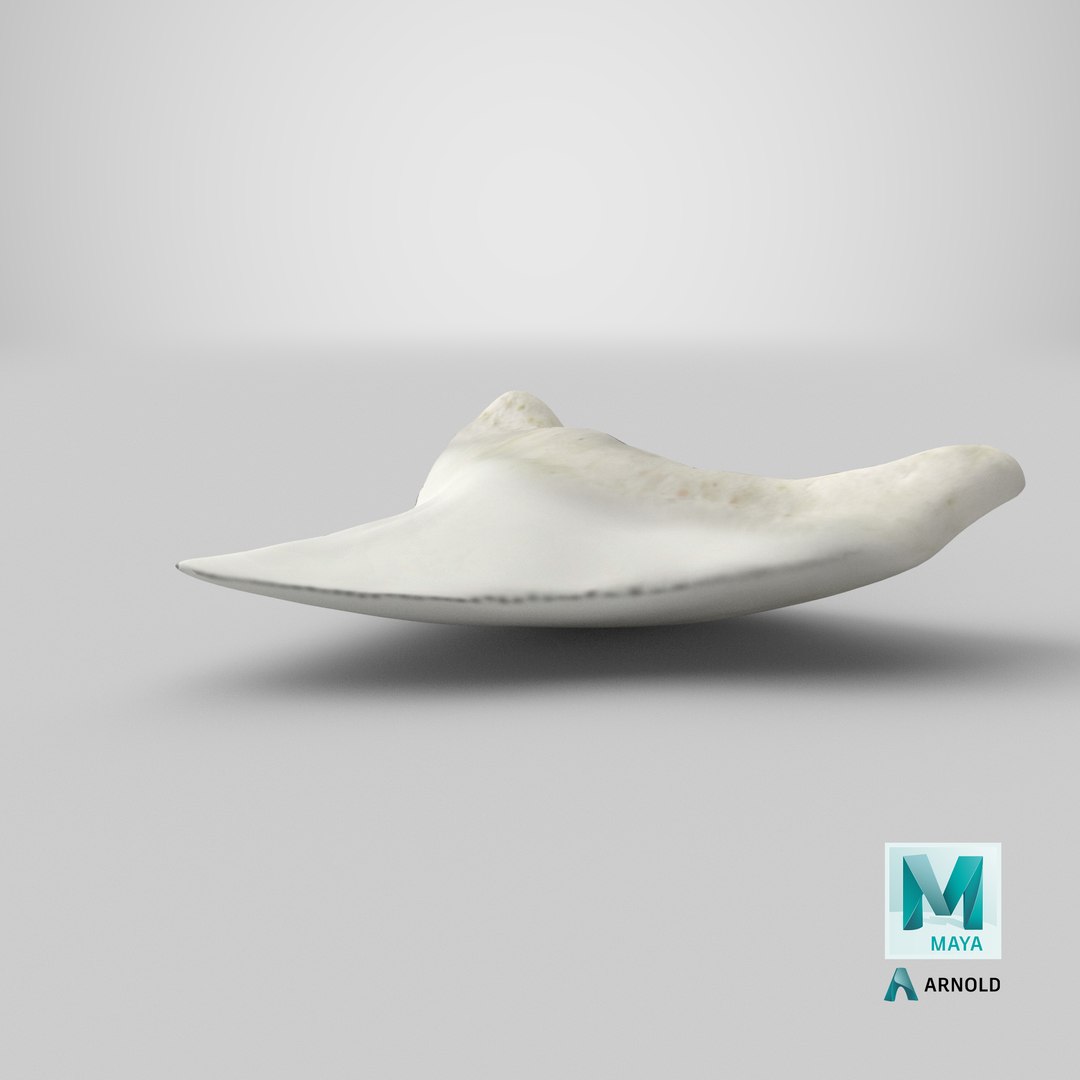 shark teeth carcharodon angustidens 3D https://p.turbosquid.com/ts-thumb/HW/PBNSpH/kW7prWTM/stemcell_maya_arnold_render/png/1595130231/1920x1080/fit_q87/3a92d17b8c2f57b02f0da13c869f915d077f6dae/stemcell_maya_arnold_render.jpg