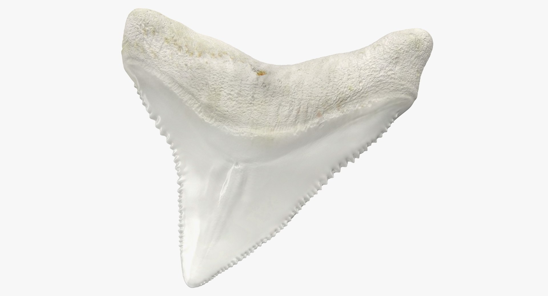 Shark Teeth Carcharodon Angustidens 3D Model 3D model preview