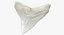Shark Teeth Carcharodon Angustidens 3D Model