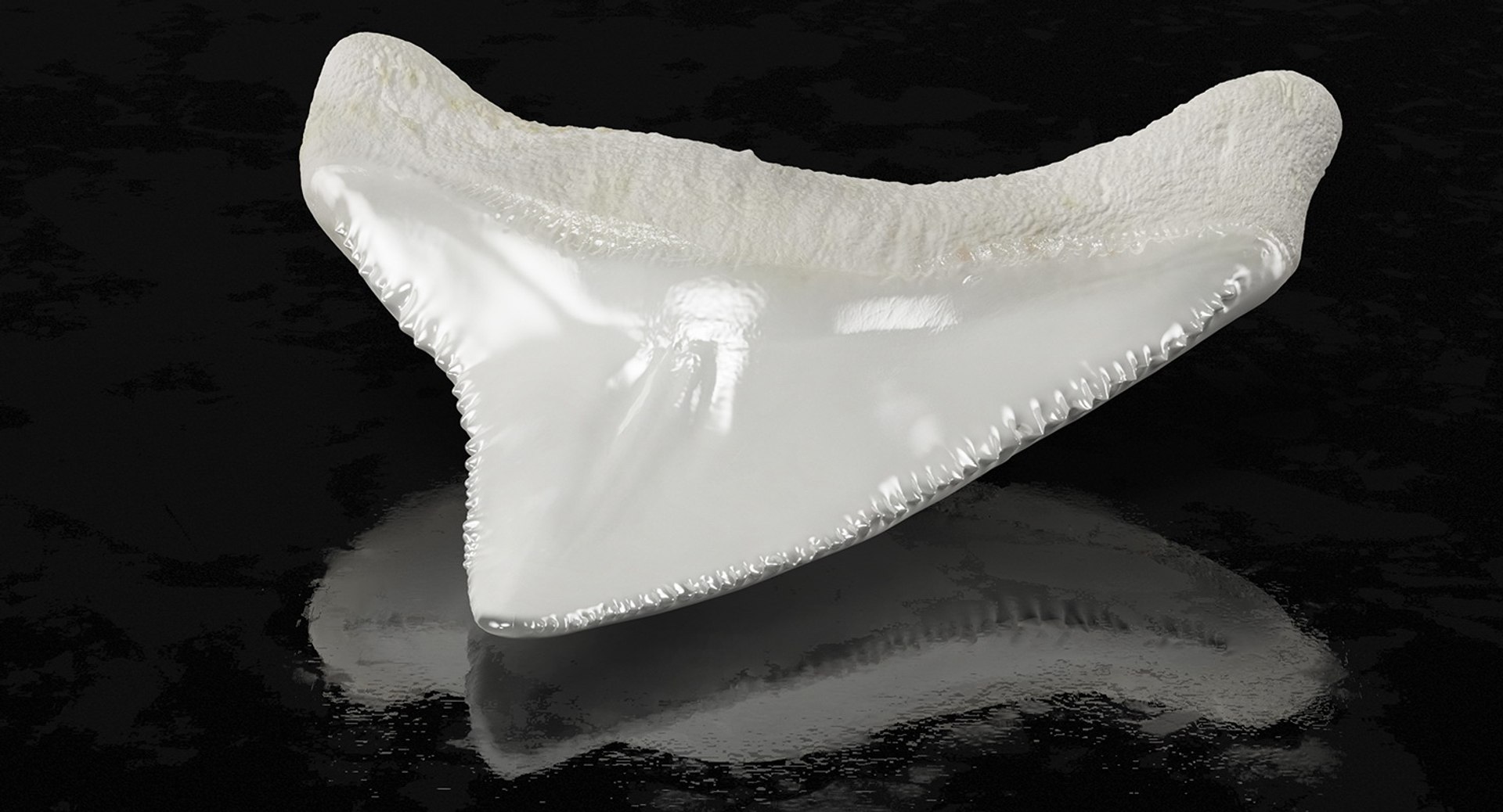 shark teeth carcharodon angustidens 3D https://p.turbosquid.com/ts-thumb/HW/PBNSpH/mfYDrFBx/sharkteethcarcharodonangustidens3dmodel003/jpg/1560376575/1920x1080/fit_q87/21a68d1981f6841d623185fdc29886c66a550a89/sharkteethcarcharodonangustidens3dmodel003.jpg