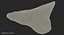 Shark Teeth Carcharodon Angustidens 3D Model