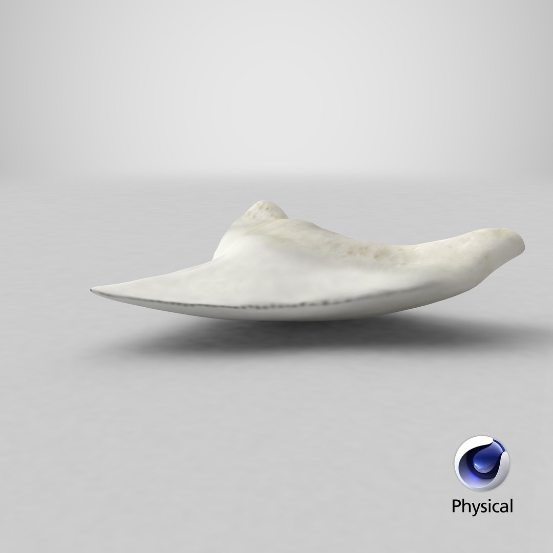 shark teeth carcharodon angustidens 3D https://p.turbosquid.com/ts-thumb/HW/PBNSpH/reL8ADrw/stemcell_cinema_4d_physical_render/png/1595130210/1920x1080/fit_q87/e4d801c0492bc8e332414dcc88849169f1dab06e/stemcell_cinema_4d_physical_render.jpg