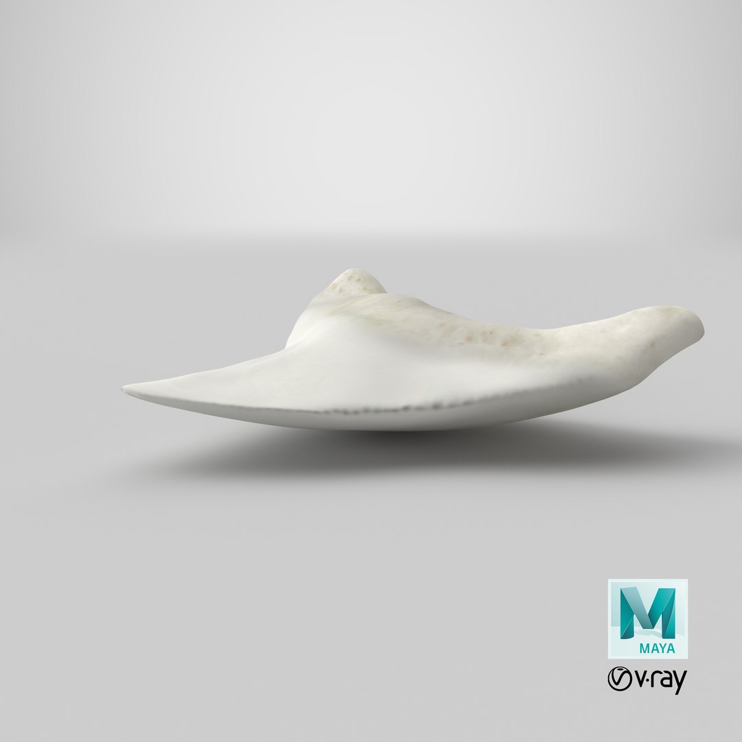 shark teeth carcharodon angustidens 3D https://p.turbosquid.com/ts-thumb/HW/PBNSpH/u5tfecaP/stemcell_maya_vray_render/png/1595130237/1920x1080/fit_q87/bb6699abde002d0220ad6478aeef3eec22afd5eb/stemcell_maya_vray_render.jpg