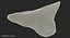 Shark Teeth Carcharodon Angustidens 3D Model
