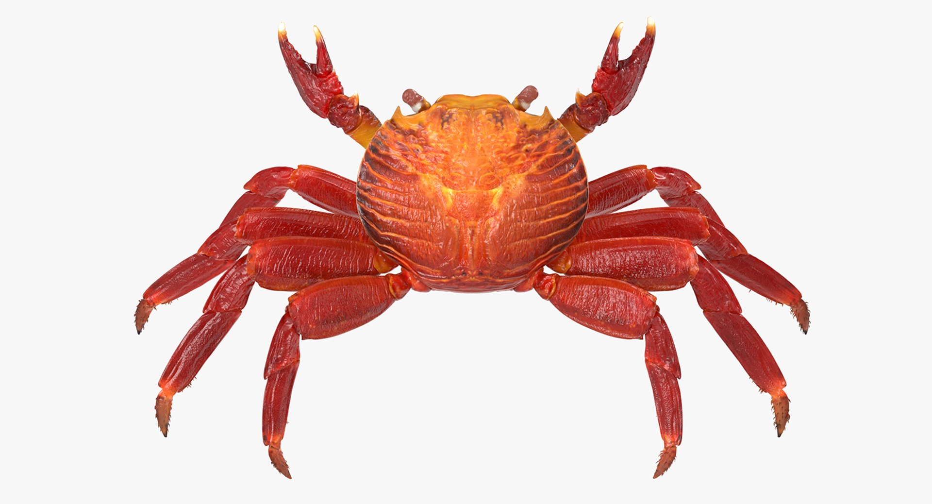 Rigged Crabs Collection for Cinema 4D 3D model preview