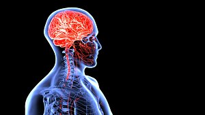 Brain