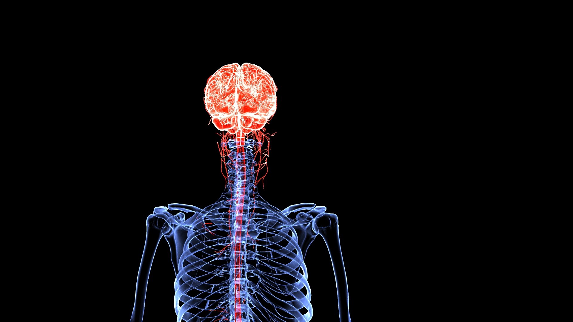 3D Brain model https://p.turbosquid.com/ts-thumb/HW/rnkBzF/3a/1.549/jpg/1640774029/1920x1080/fit_q87/fed935bd44695a1f96aa4f92d77bb3af85bda125/1.549.jpg