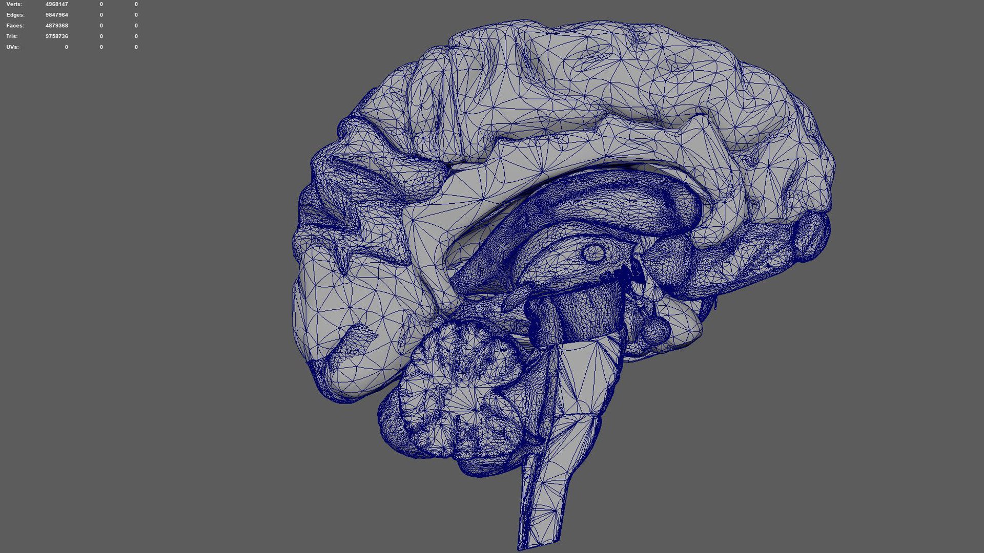 Head nerva 3D model - TurboSquid 1444527