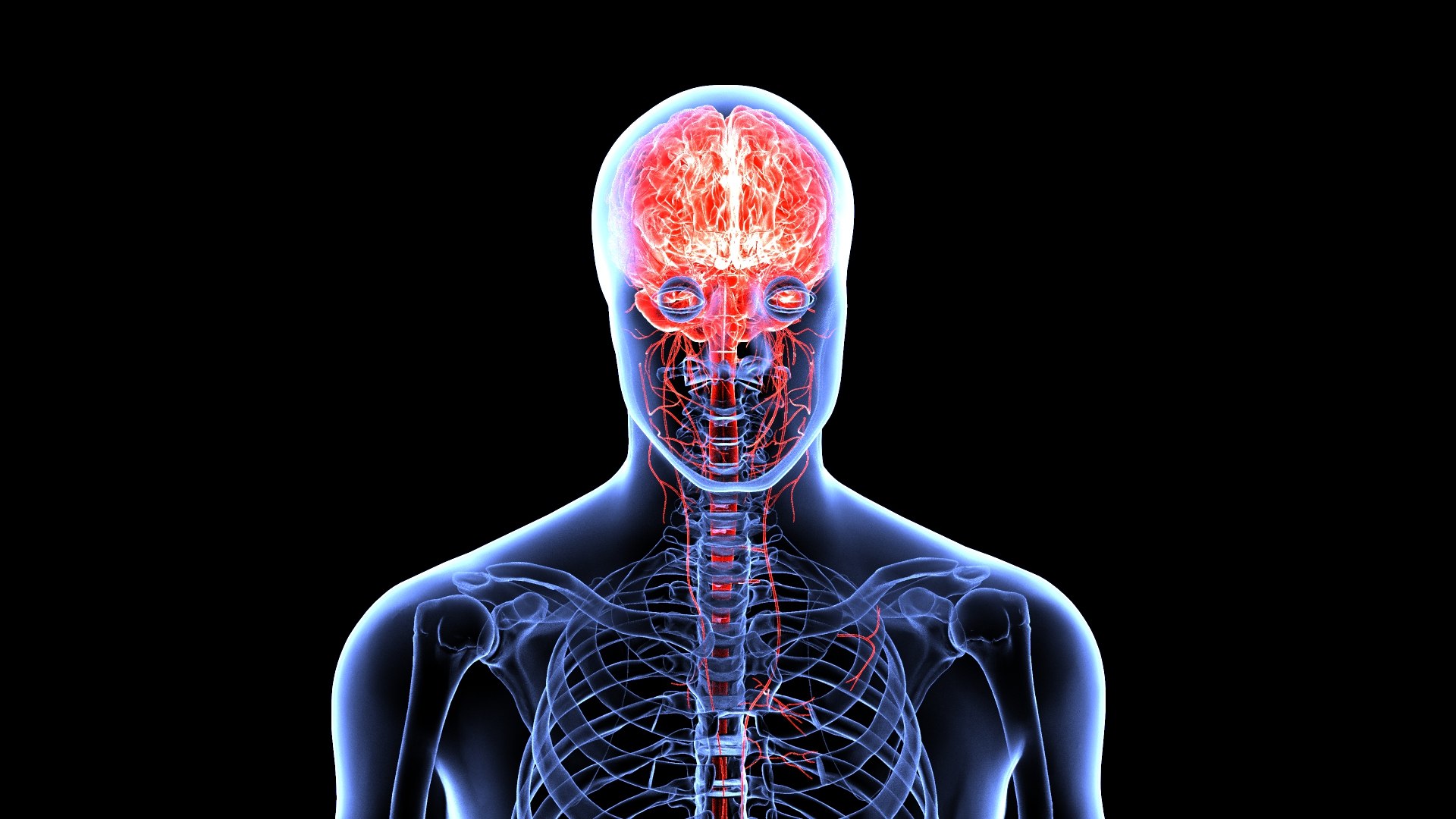 3D Brain model https://p.turbosquid.com/ts-thumb/HW/rnkBzF/jb/1.547/jpg/1640774027/1920x1080/fit_q87/e0176ed6d2ce24b4a3094ec22f37a7474fa8b00c/1.547.jpg