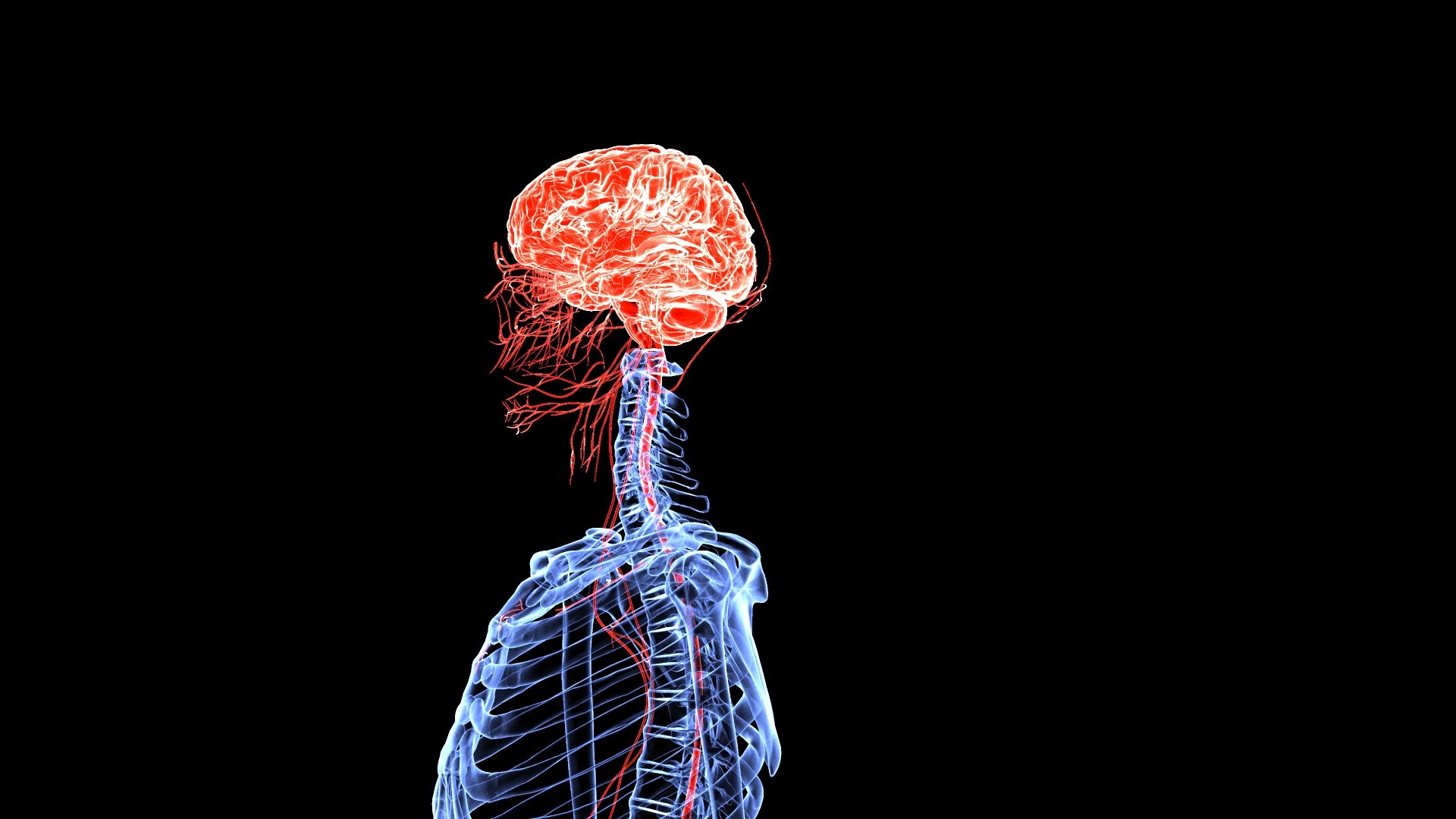 3D Brain model https://p.turbosquid.com/ts-thumb/HW/rnkBzF/m1/1.548/jpg/1640774021/1920x1080/fit_q87/6994cc455a70907b6692b2bc6f6bea8013b1a77f/1.548.jpg