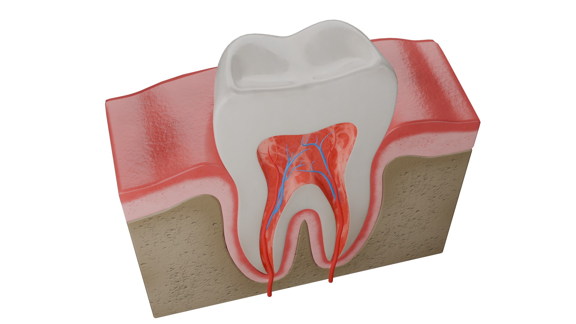 Human Tooth Anatomy Model - TurboSquid 2220453