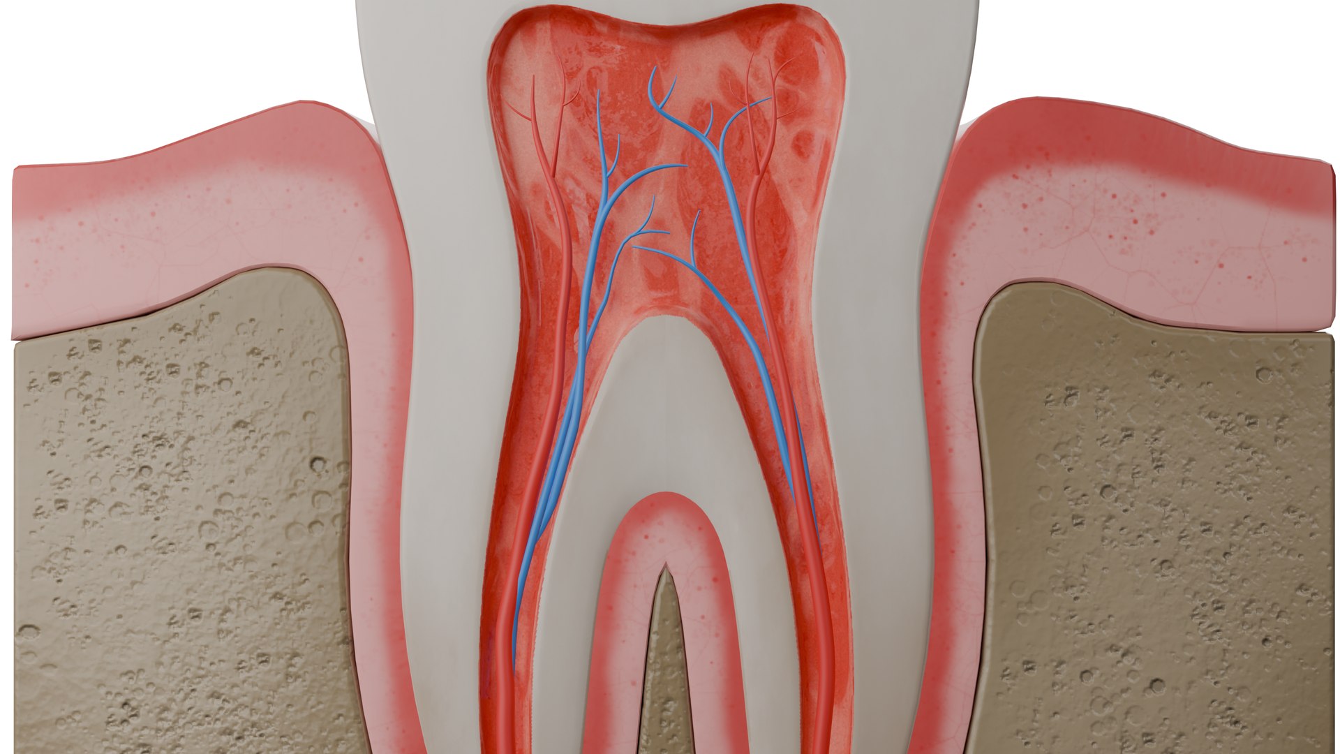 Human Tooth Anatomy Model - TurboSquid 2220453