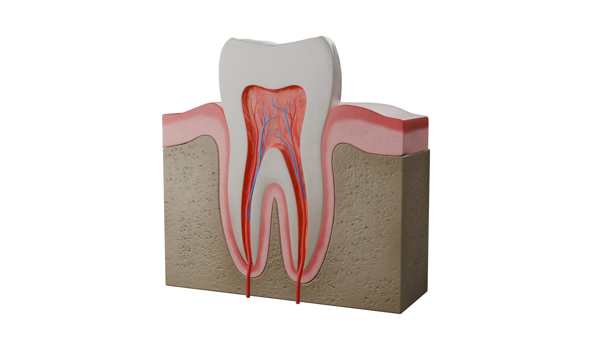 Human Tooth Anatomy Model - TurboSquid 2220453