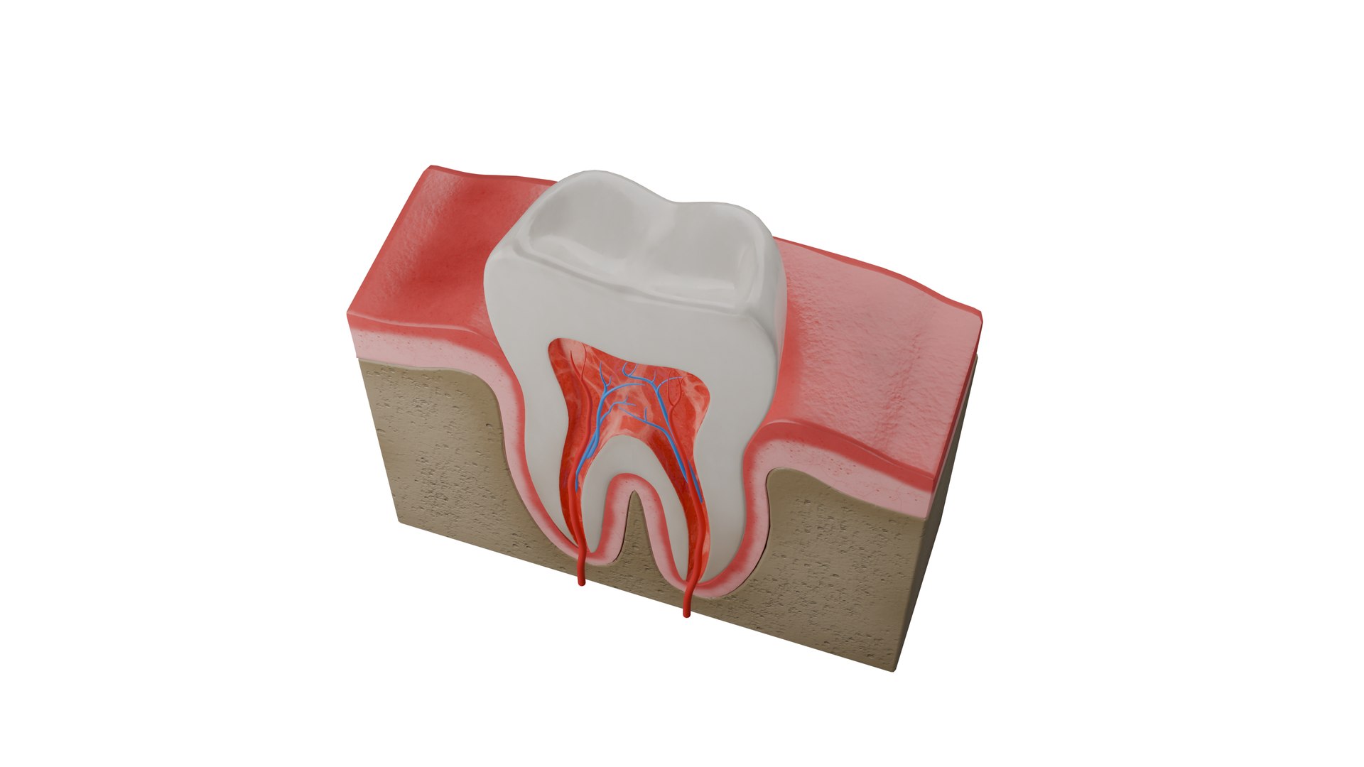 Human Tooth Anatomy Model - TurboSquid 2220453