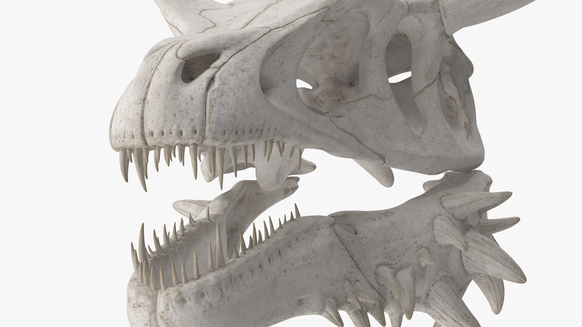 3D Dragon Skull https://p.turbosquid.com/ts-thumb/HX/0N1o6U/Ww/dragon_skull_009/jpg/1741033098/1920x1080/fit_q87/e8786596e7a41f1a677ace831ecfb8fddedcb2a1/dragon_skull_009.jpg