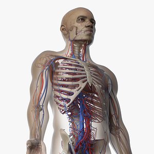 Complete Human Anatomy 3D Models for Download