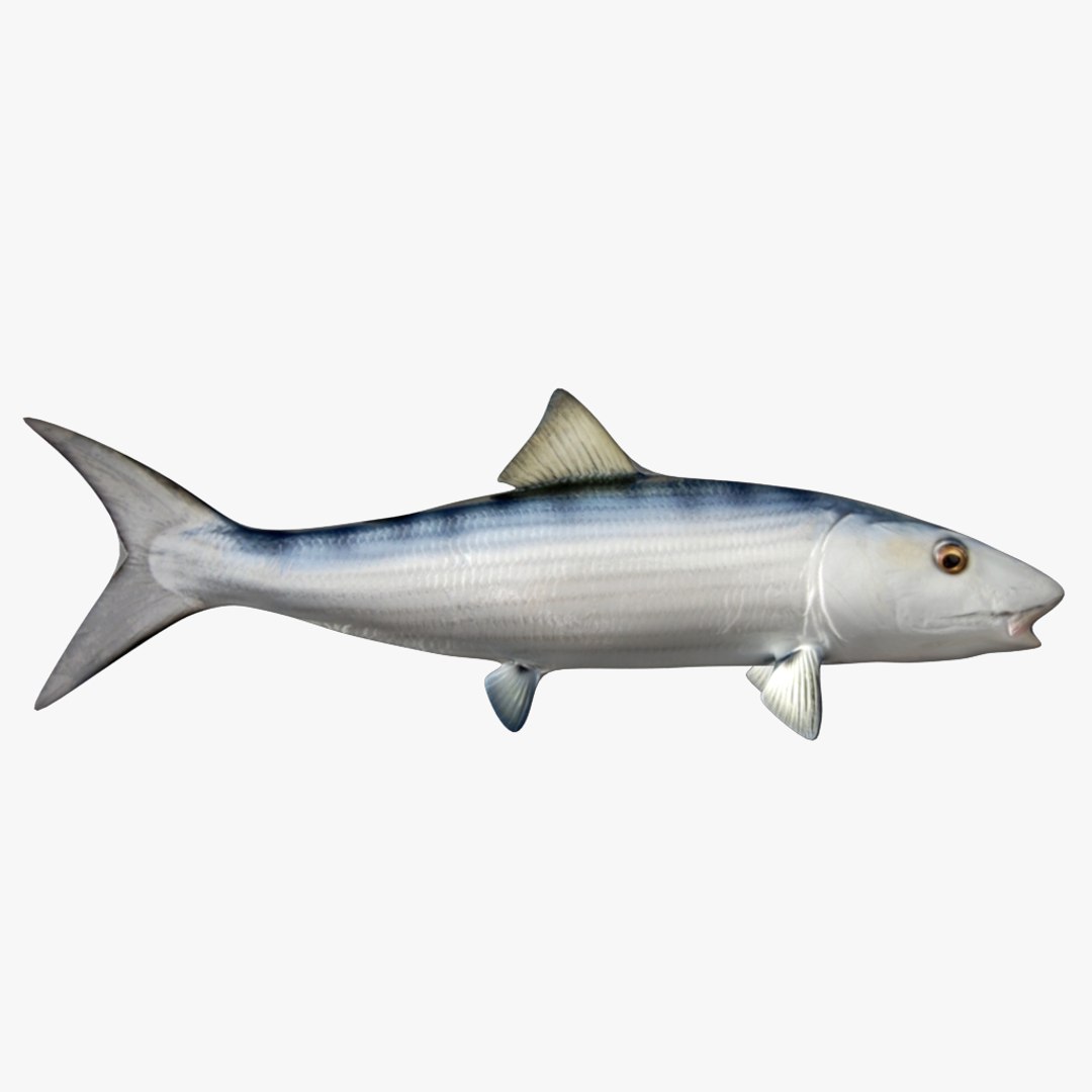 fish 3D model https://p.turbosquid.com/ts-thumb/HX/JV2QC0/40qKxQ6c/16/png/1549985428/1920x1080/fit_q87/8752740fbc35efea43c944c717700f691e713fe0/16.jpg