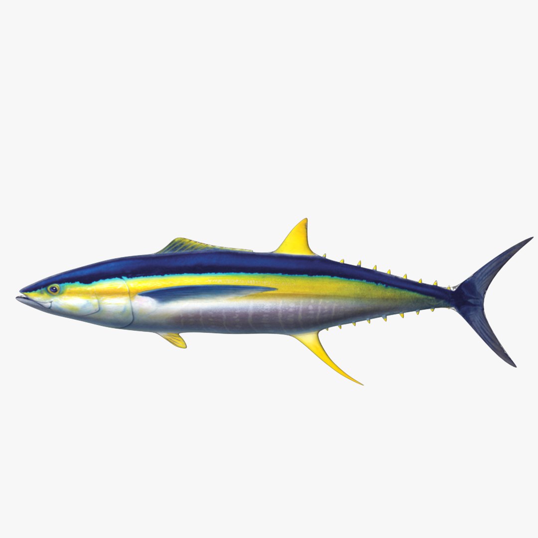 fish 3D model https://p.turbosquid.com/ts-thumb/HX/JV2QC0/5eLlapQw/14/png/1549985428/1920x1080/fit_q87/e7459461e2d369ef1bc87530ce273085ab833988/14.jpg