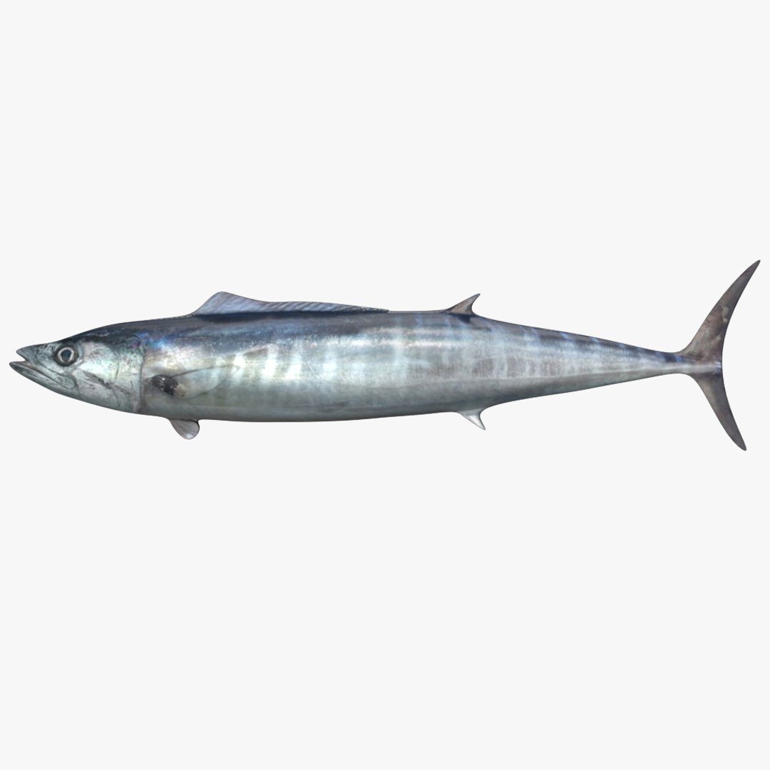 fish 3D model https://p.turbosquid.com/ts-thumb/HX/JV2QC0/Izr9Aril/10/png/1549985428/1920x1080/fit_q87/8dfab0d88aa6275cb083392e45cfea463759e995/10.jpg