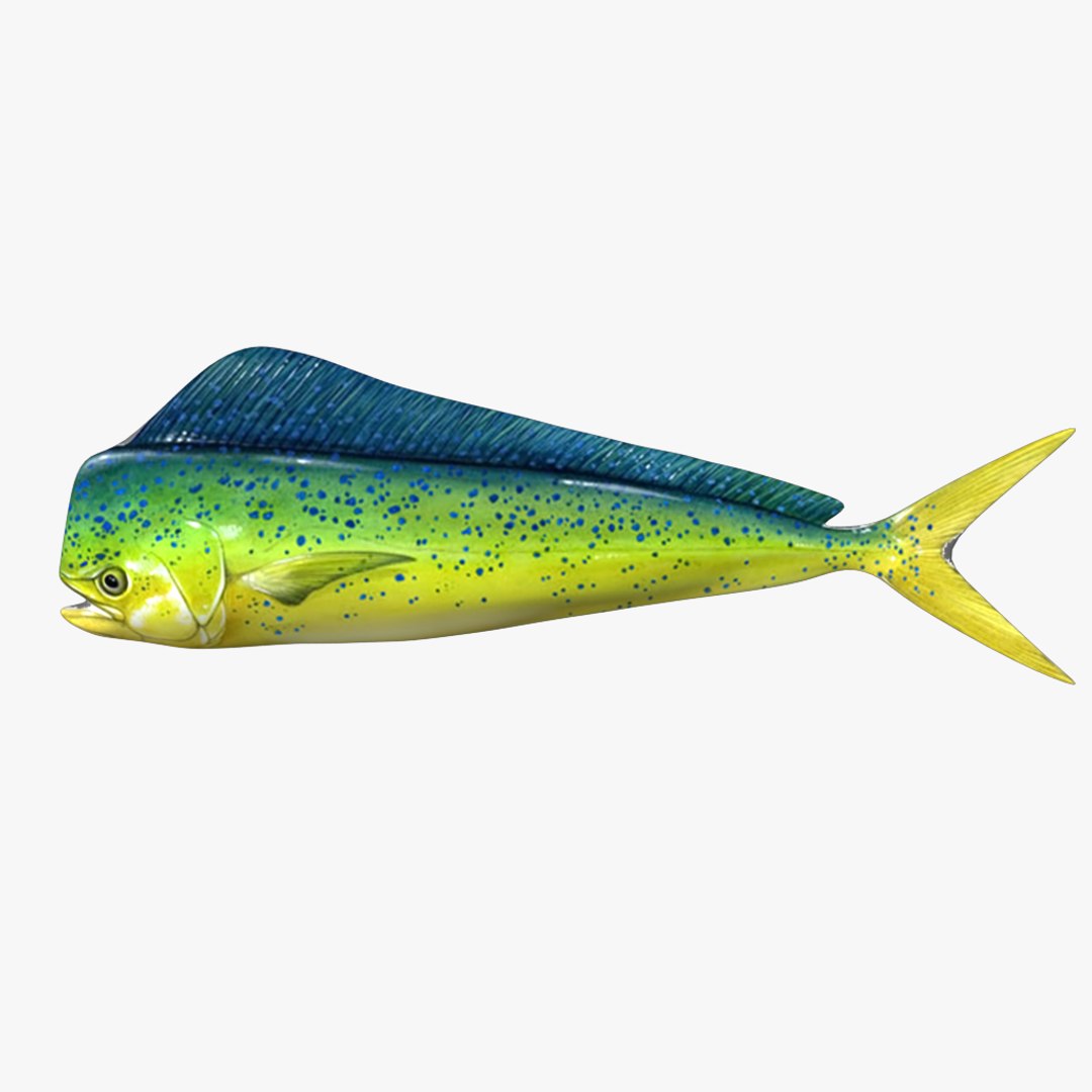 fish 3D model https://p.turbosquid.com/ts-thumb/HX/JV2QC0/NjzSh8cT/9/png/1549985427/1920x1080/fit_q87/a77397dc67171b4ccb69718bf8db83f3ca0491ca/9.jpg