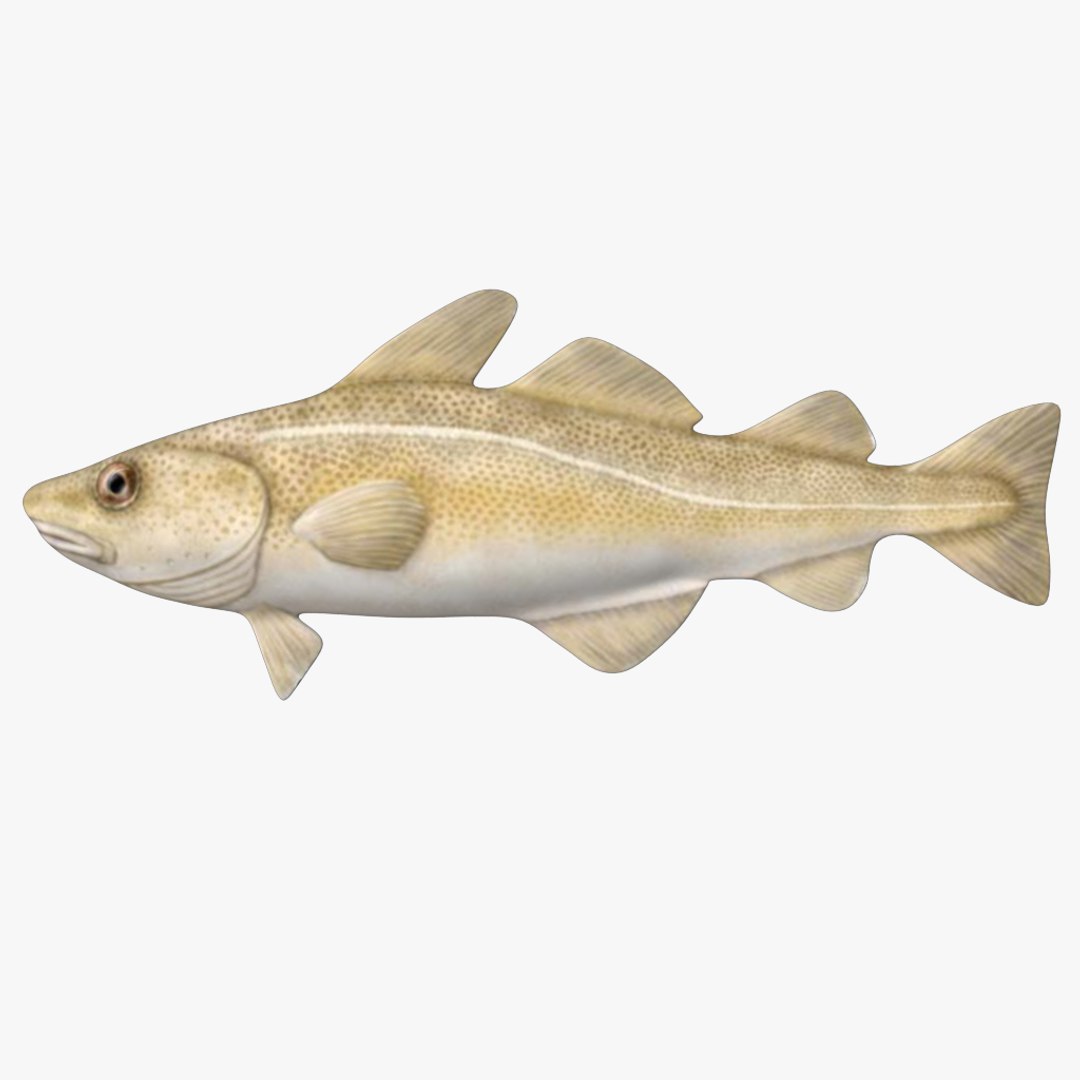 fish 3D model https://p.turbosquid.com/ts-thumb/HX/JV2QC0/OAAoxGZC/4/png/1549985427/1920x1080/fit_q87/0d3ac647de5f9814fc242914d1e7b55dd6154800/4.jpg