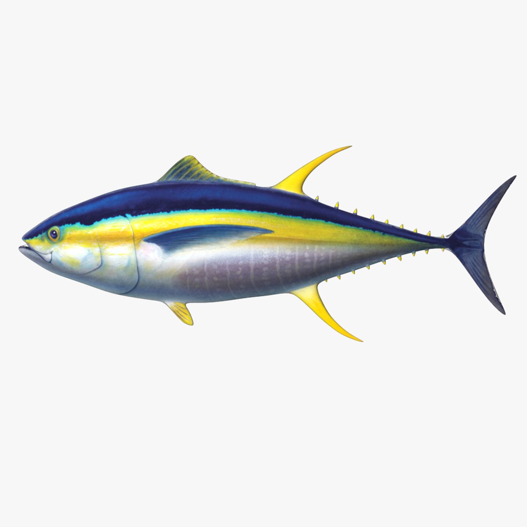 fish 3D model https://p.turbosquid.com/ts-thumb/HX/JV2QC0/Ru8nyz1P/5/png/1549985427/1920x1080/fit_q87/12c47d59cc13d405632ea3ce64b3e930c7ccf2cc/5.jpg