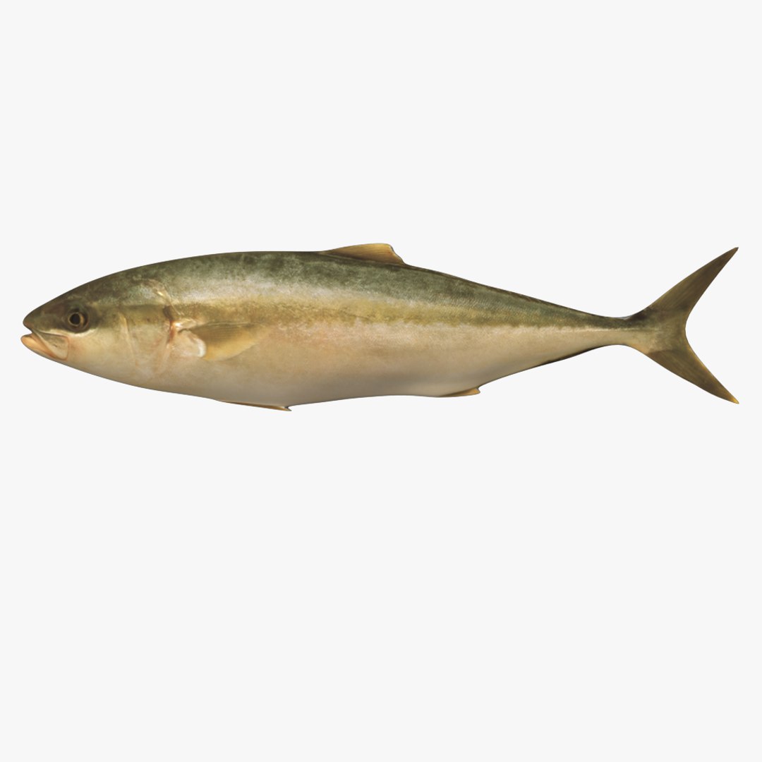 fish 3D model https://p.turbosquid.com/ts-thumb/HX/JV2QC0/Ut0h1Hq7/11/png/1549985428/1920x1080/fit_q87/3fc3c98049f89c045a91e31309e4bf9f8723431d/11.jpg