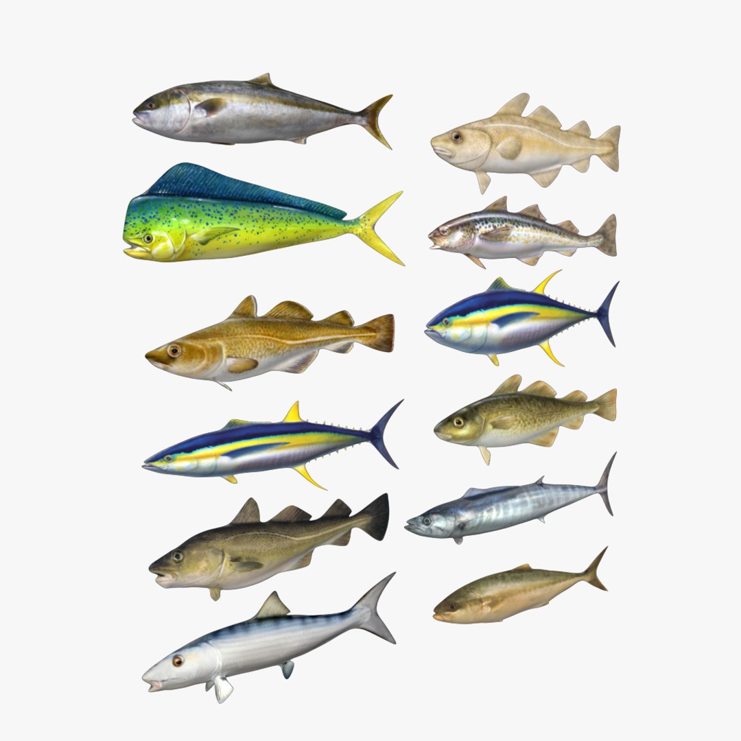 fish 3D model https://p.turbosquid.com/ts-thumb/HX/JV2QC0/bmw4p2cL/17/png/1549985428/1920x1080/fit_q87/79a4d7f7053a7e22cbebcc81876bd94685b1641f/17.jpg