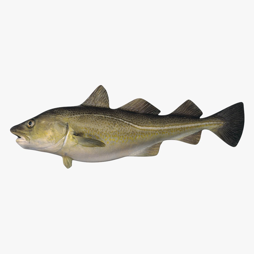 fish 3D model https://p.turbosquid.com/ts-thumb/HX/JV2QC0/eBm3uLMb/8/png/1549985427/1920x1080/fit_q87/9c5620661729ed60b68ce8d23c62b033540e5e43/8.jpg
