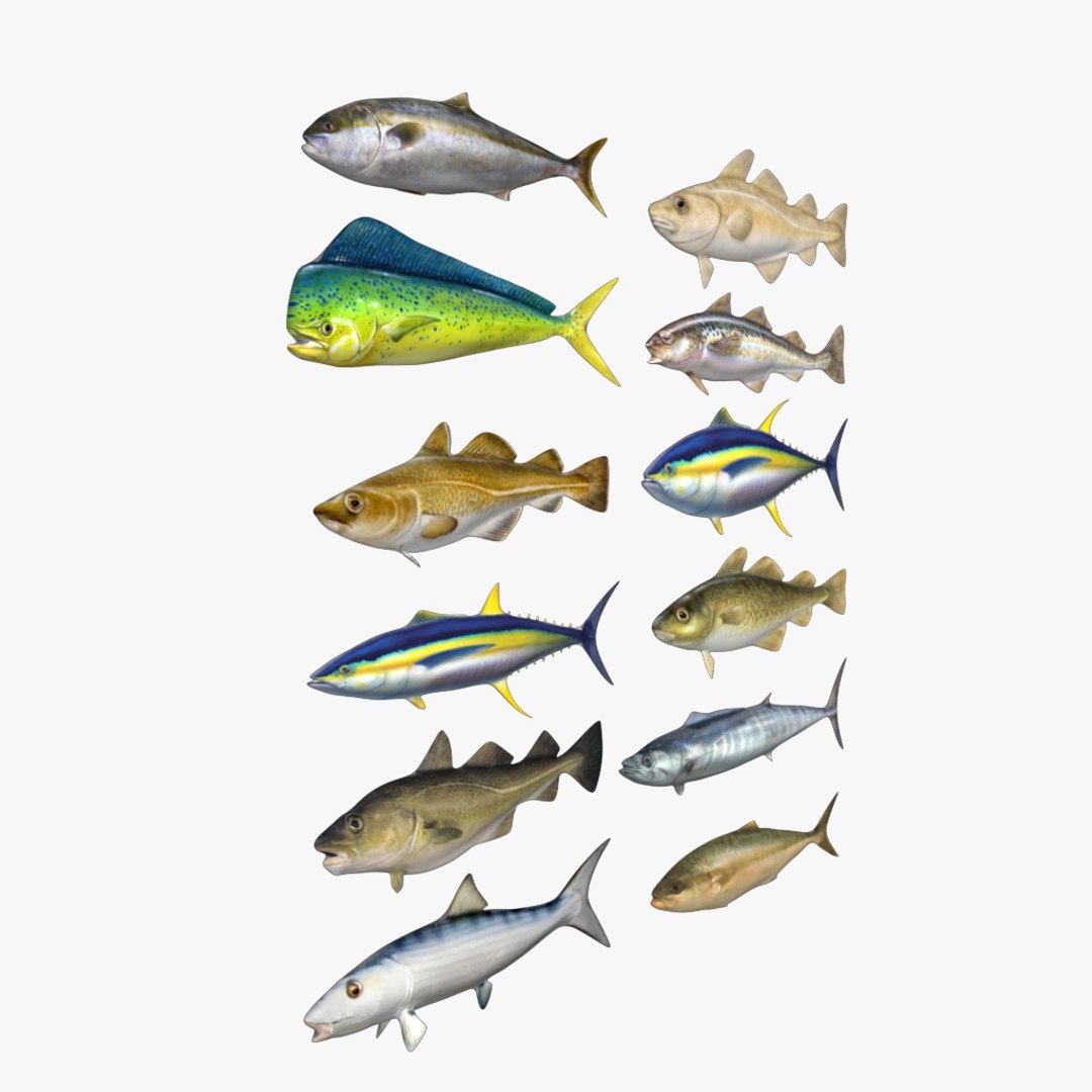 fish 3D model https://p.turbosquid.com/ts-thumb/HX/JV2QC0/eQMJC9yv/18/png/1549985428/1920x1080/fit_q87/b17ff1ce1ff570f6d638529c1efec0197ed1ac16/18.jpg