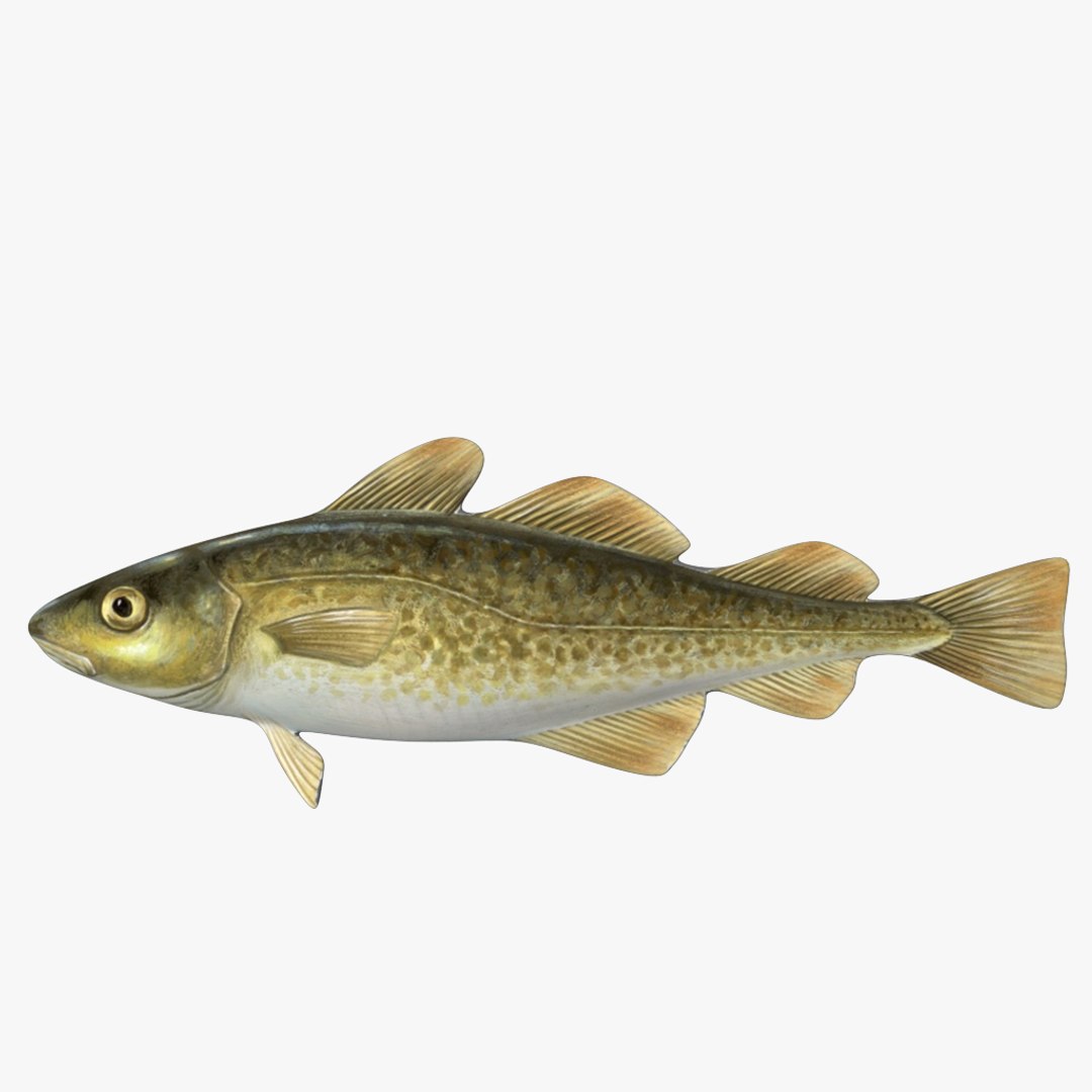fish 3D model https://p.turbosquid.com/ts-thumb/HX/JV2QC0/jMyvgoYB/6/png/1549985427/1920x1080/fit_q87/6c709aaf0c014839b180439ddf36e6e55b7288d1/6.jpg