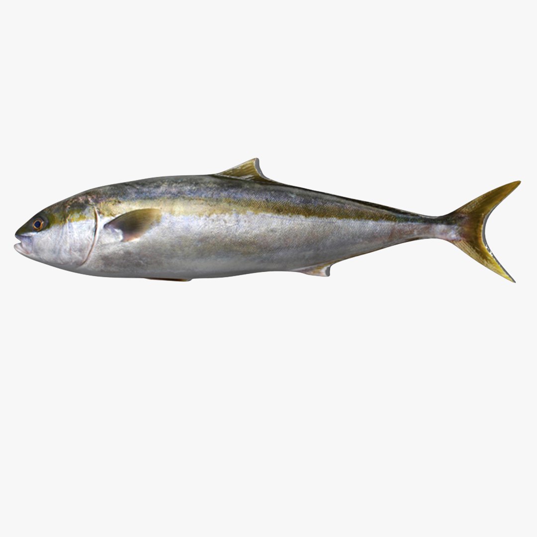 fish 3D model https://p.turbosquid.com/ts-thumb/HX/JV2QC0/qPNLagsP/7/png/1549985427/1920x1080/fit_q87/23f80968e1801608760a93a62c045271b7f9483d/7.jpg