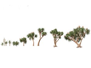 Aloidendron barberae - Tree Aloe model