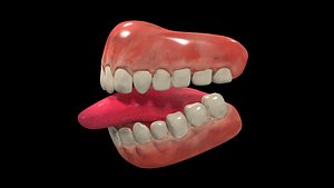 teeth gums 3D model