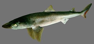 Spiny Dogfish Shark Squalus