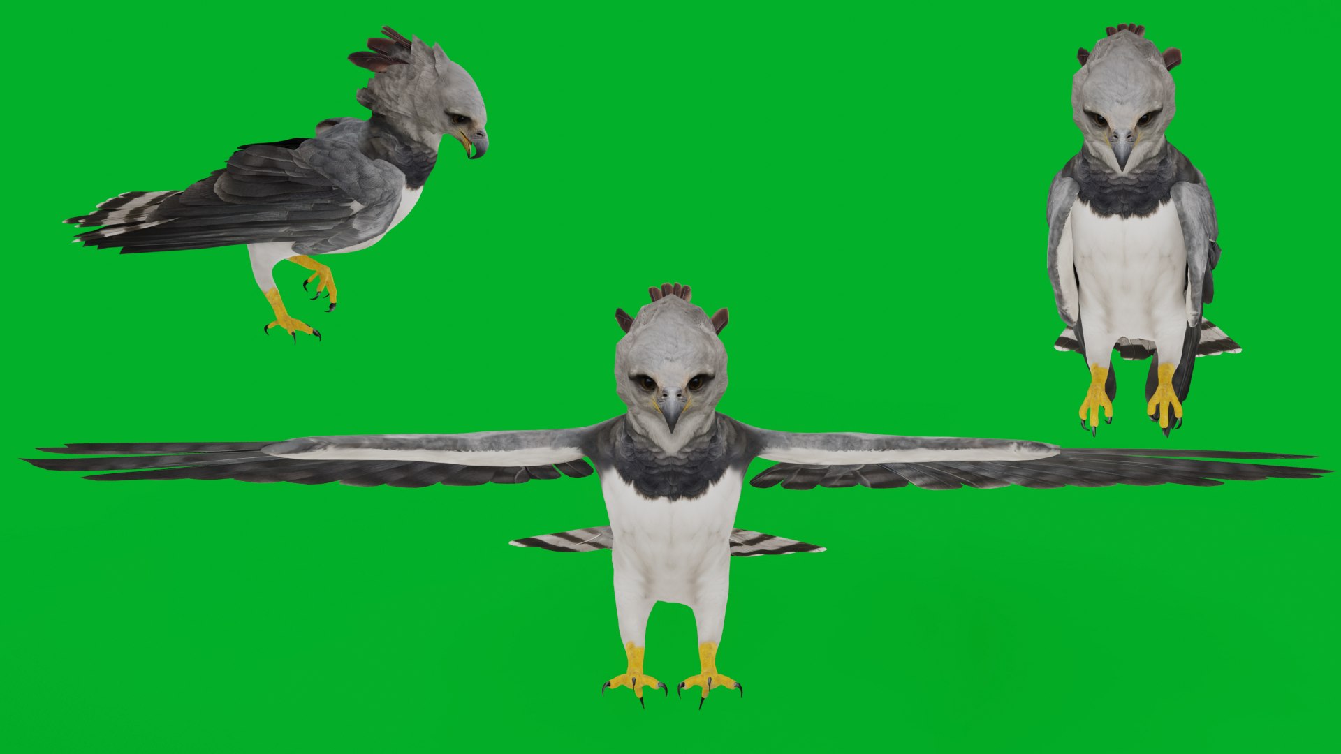 3D Harpy Eagle Bird https://p.turbosquid.com/ts-thumb/HX/qsJvo8/AG/harpy_eagle_preview/png/1764708212/1920x1080/fit_q87/1a2a70a7001e85ebf10a1b4b1345c4db8b2650b5/harpy_eagle_preview.jpg