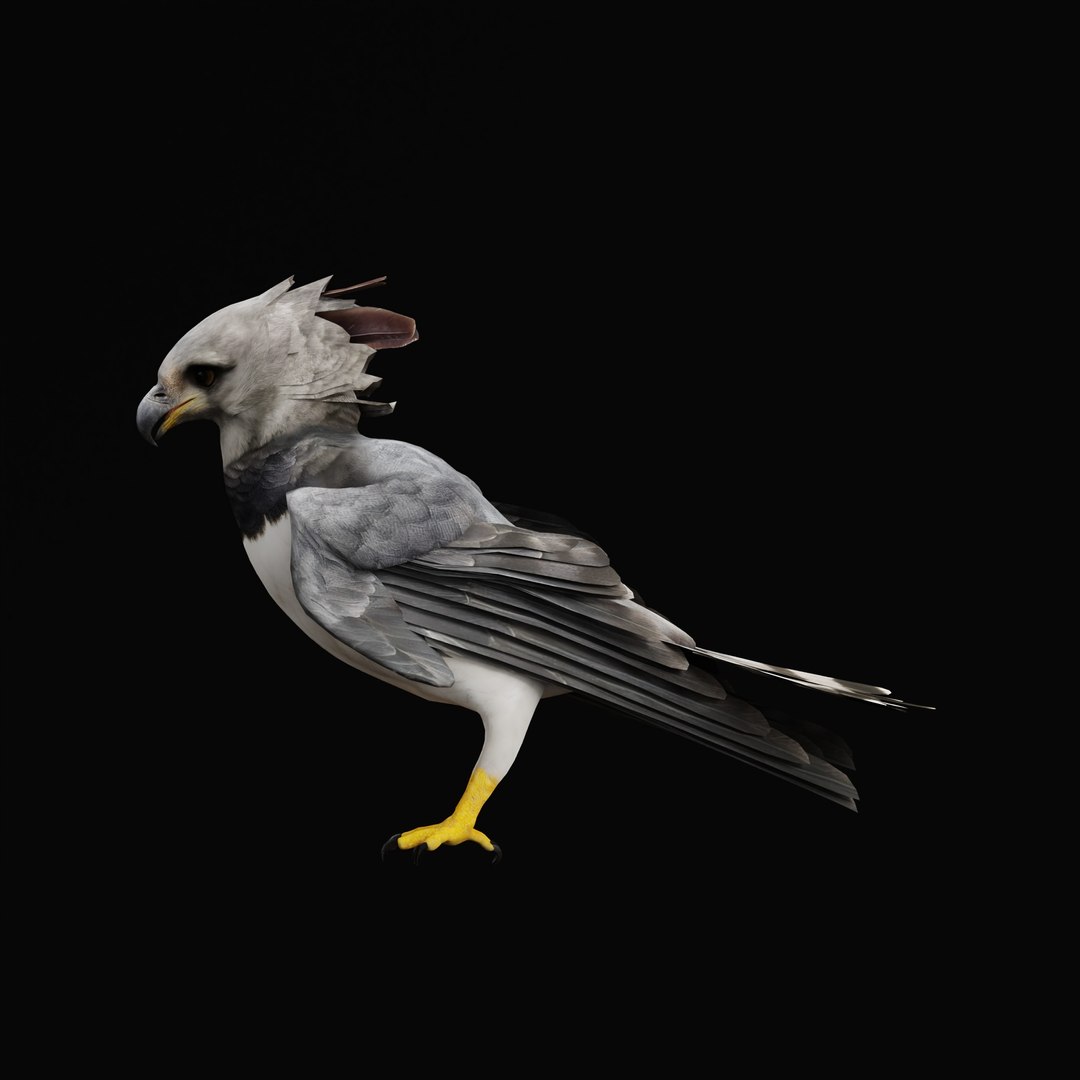 3D Harpy Eagle Bird https://p.turbosquid.com/ts-thumb/HX/qsJvo8/Ct/harpyeaglearmature_0006/jpg/1764708278/1920x1080/fit_q87/f727420b63955e33600cdd470f1b3f6729cf9ca4/harpyeaglearmature_0006.jpg