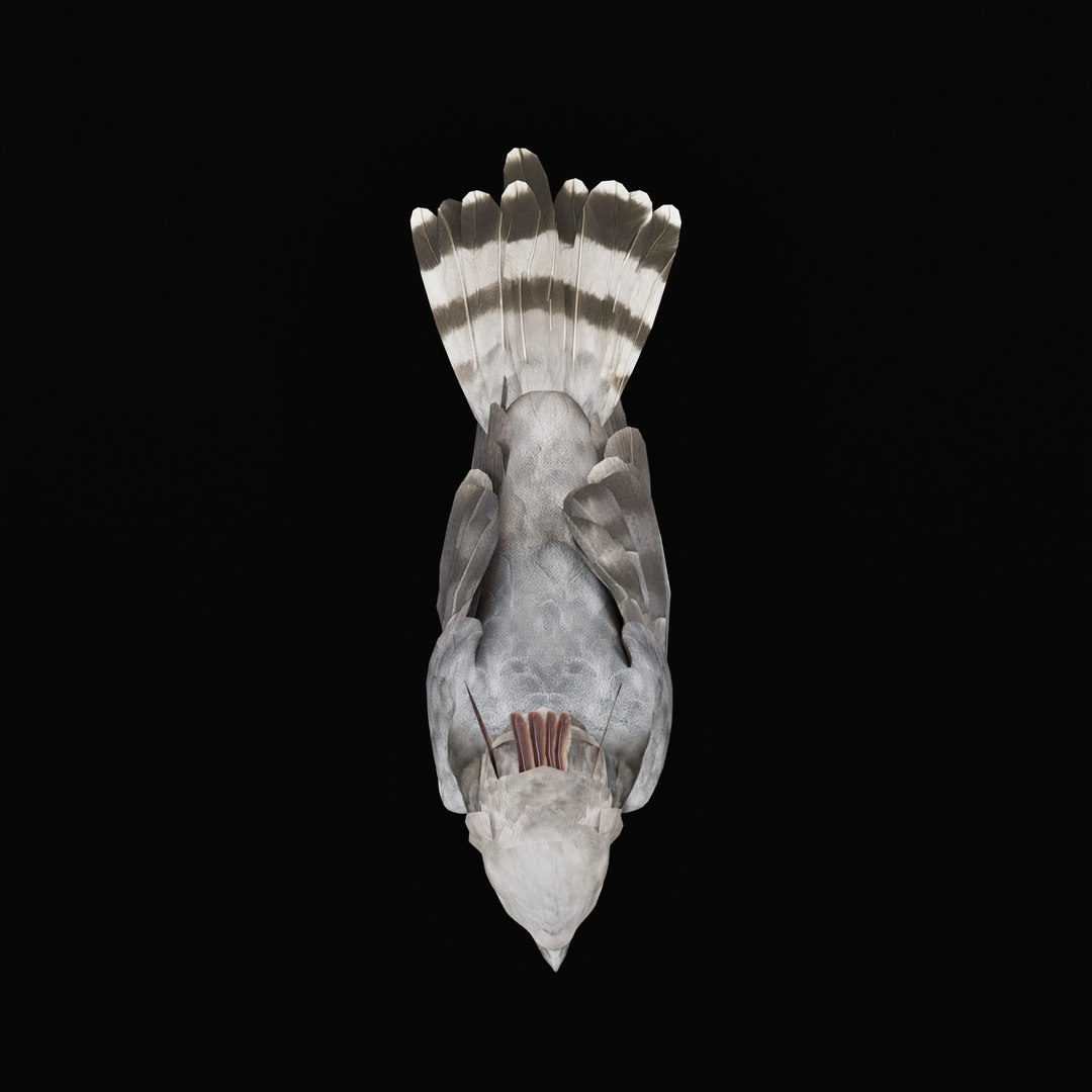 3D Harpy Eagle Bird https://p.turbosquid.com/ts-thumb/HX/qsJvo8/Gt/harpyeaglearmature_0008/jpg/1764708282/1920x1080/fit_q87/3224cb70dfd48082dd41645a86b8cfa4d725b770/harpyeaglearmature_0008.jpg