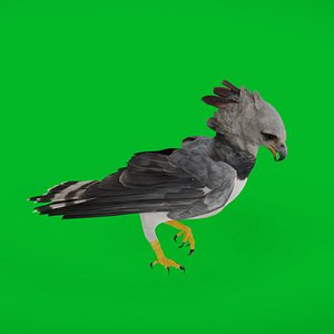 Harpy Eagle Bird