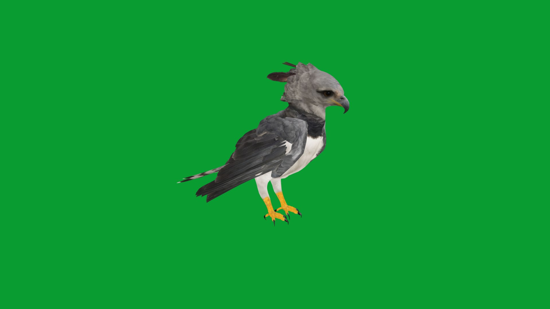 3D Harpy Eagle Bird https://p.turbosquid.com/ts-thumb/HX/qsJvo8/ey/harpy_eagle_birds33/png/1764708272/1920x1080/fit_q87/9a25755861e0d6b682ea9ea941a6d08b5f744f2d/harpy_eagle_birds33.jpg