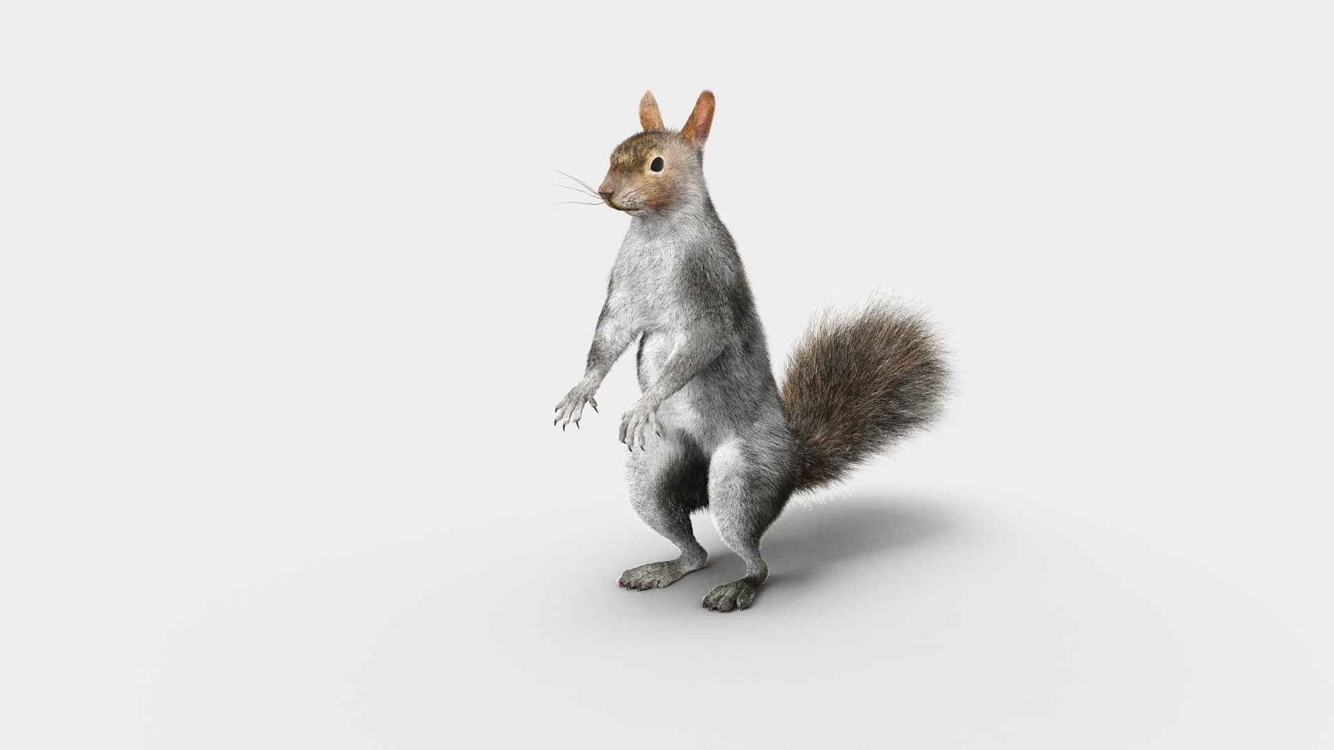 3D Model Gray Squirrel In Standing Pose Fur - TurboSquid 2262519