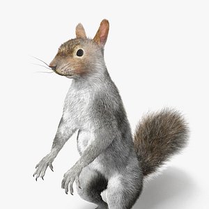 3D model Gray Squirrel in Standing Pose Fur