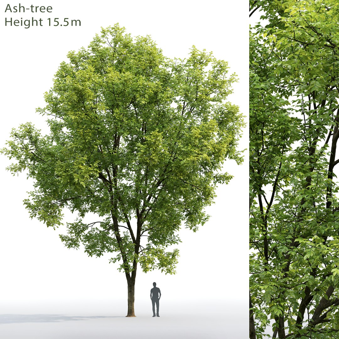 Tree Ash-tree Model - TurboSquid 1688616